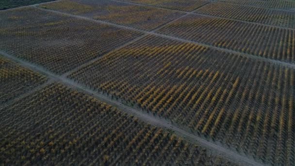大きなラベンダー植物農園秋の商業目的での空中ドローン シーン平面図は ラファエル アルゼンチンのメンドーサで落ちる カメラ移動転送します パンパの風景です 抽象的なイメージ — ストック動画