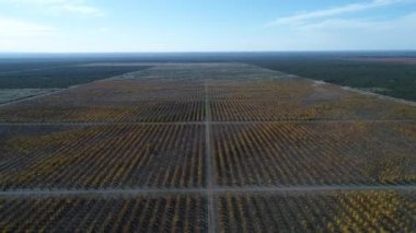 Büyük meyve ağaçları satırları plantasyon Güz, ticari amaç ile hava dron sahne düşmek, San Rafael, Mendoza, Arjantin. Geriye doğru hareket kamera. Pampa manzara.