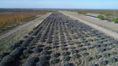 Lavanta ve meyve ağaçları plantasyon Güz, ticari amaç ile hava dron sahne düşmek, San Rafael, Mendoza, Arjantin. Kamera hareket iletir. Arıcılık çekmeceler, arılar.