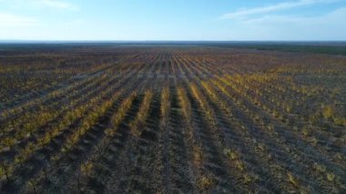 Meyve ağaçları satırları plantasyon Güz, ticari amaç ile hava dron sahne düşmek, San Rafael, Mendoza, Arjantin. Yukarı doğru hareket kamera. Pampa manzara.