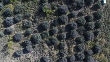 Hava dron sahne en iyi görünüm büyük lavanta bitkileri Ekim Güz, ticari amaç ile düşmek, San Rafael, Mendoza, Arjantin. Yukarı doğru hareket kamera. Arıcılık çekmeceler, arılar.