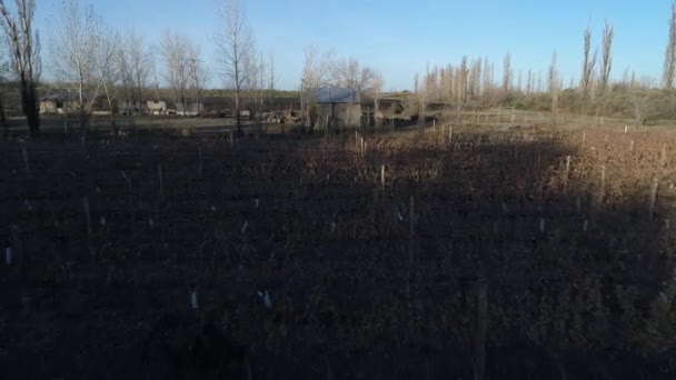 Cena Drones Aéreos Fazenda Uvas Produção Vinho Plantação San Rafael — Vídeo de Stock