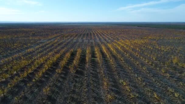 フルーツ木行農園秋の商業目的での空中ドローン シーンは ラファエル アルゼンチンのメンドーサで落ちる カメラを上に移動します パンパの風景 — ストック動画