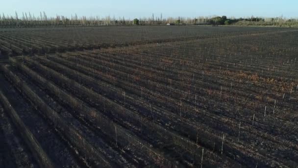 Luchtfoto Drone Scène Van Boerderij Percelen Druiven Wijn Productie Plantage — Stockvideo