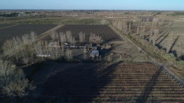 Luchtfoto Drone Scène Van Boerderij Percelen Druiven Wijn Productie Plantage — Stockvideo