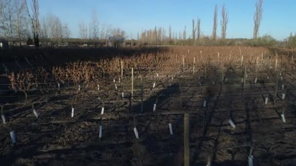 Luchtfoto Drone Scène Van Boerderij Druiven Wijn Productie Plantage San — Stockvideo