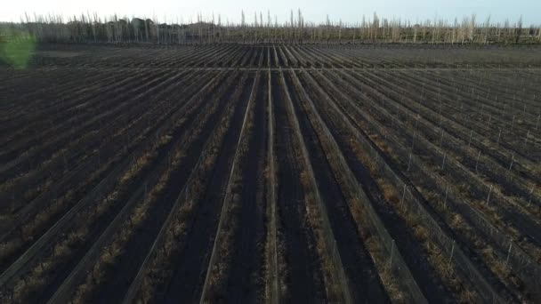Luchtfoto Drone Scène Van Boerderijen Percelen Druiven Wijnproductie Plantage Lijnen — Stockvideo