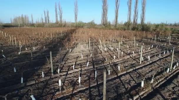 Luchtfoto Drone Scène Van Boerderij Druiven Wijn Productie Plantage San — Stockvideo