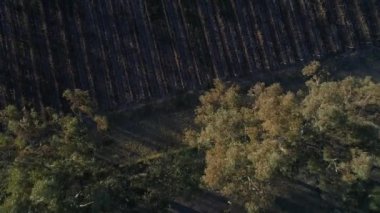 Hava dron sahne üstten görünüm çiftlik, parsel, üzüm ve şarap hattı üretim, plantasyon içinde San Rafael, Mendoza. Sonbahar, Güz. Kamera hareket iletir. Gün batımı, altın saat uzun gölgeler ile.
