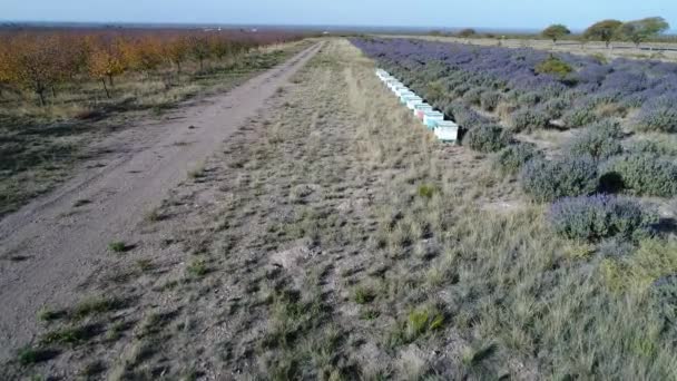 Luchtfoto Drone Scène Van Lavendel Fruit Bomen Plantage Met Commerciële — Stockvideo