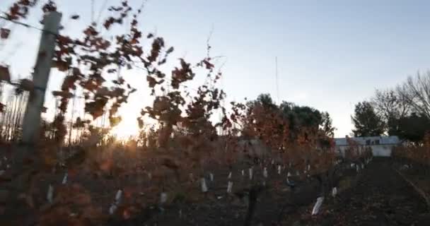 详细的干燥离开从藤蔓树在葡萄园的葡萄酒生产举行与电线 秋季秋季季节 照相机向前移动 日落黄金时段 — 图库视频影像