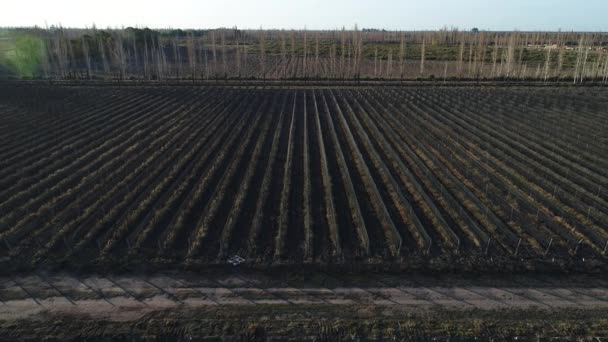 Aerial Drone Scene Farm Parcels Grapes Wine Production Plantation Lines — Stock Video