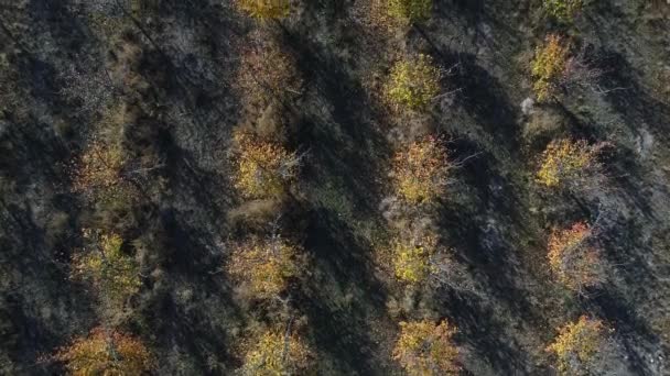 在阿根廷门多萨的圣拉斐尔 有商业用途的大型果树的空中无人机场景 摄像机向上平移 潘帕斯草原景观 — 图库视频影像