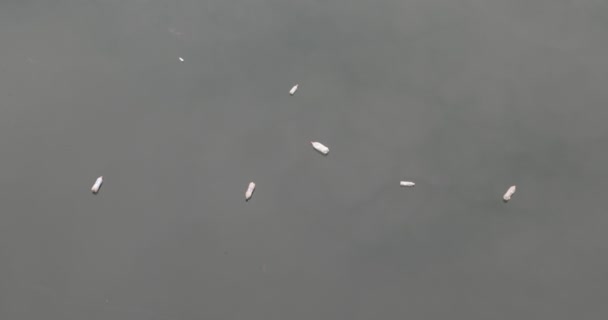 Garrafas Plástico Flutuando Sobre Água Suja Contaminada Cheia Lixo Nuvens — Vídeo de Stock