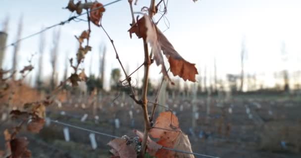 Detail Dry Leave Vine Tree Vineyard Wine Production Hold Wire — Stock Video