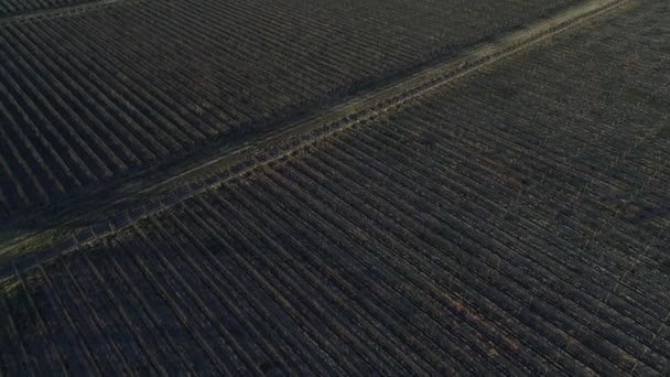 空中无人机场景俯视农场 葡萄和葡萄酒生产 种植园线在圣拉斐尔 照相机向前移动 抽象图像 日落与长的阴影 — 图库视频影像