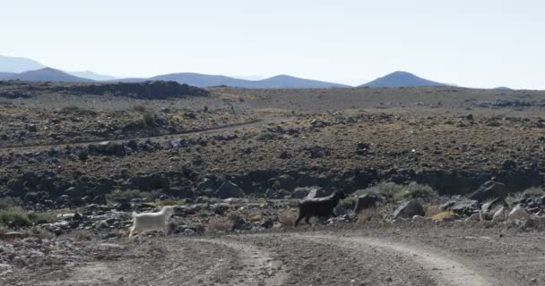 Κατσίκες Περπατώντας Επιδόρπιο Βραχώδη Εδάφη Ζώα Σταυρός Χωματόδρομο Θάμνοι Χόρτα — Αρχείο Βίντεο