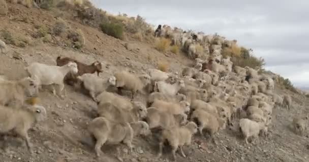 Detalhe Ovelhas Cabras Que Caminham Encostas Montanha Ascendentes Gaúcho Cowboy — Vídeo de Stock