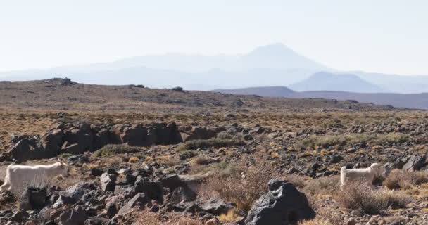 Goats Walking Rocky Desertic Lands Shrubs Grasses Payun Liso Volcano — Stock Video