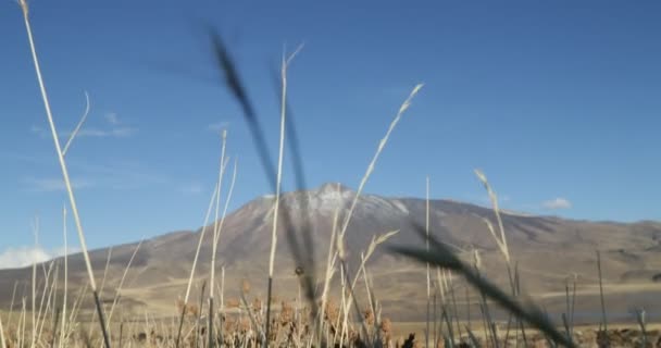 Tromen 火山国家公园 山顶上有熔岩和积雪的山峰 Laggon 的思考 自然草原和草原在照相机前面 内乌肯省 巴塔哥尼亚阿根廷 — 图库视频影像