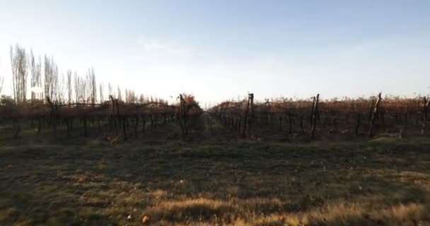 Stabilisert Kamerabevegelse Vingårdslinjen Trær Linjer Vinproduksjon Høstens Høstsesong Solnedgang Gulltimen – stockvideo