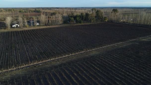 Drone Aereo Scena Fattoria Pacchi Uva Produzione Vino Linee Piantagione — Video Stock