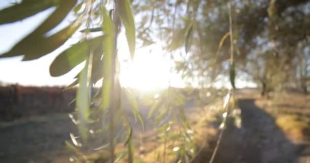 Azeitona Pôr Sol Luz Negra Chamas Câmera Move Lateralmente Para — Vídeo de Stock