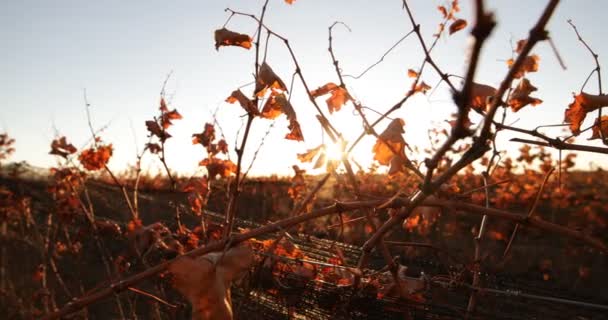 Détail Des Feuilles Sèches Brunchs Vignoble Coucher Soleil Automne Caméra — Video