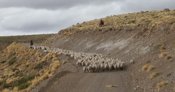 Ovelhas Cabras Cavalos Caminhando Pela Estrada Cascalho Encostas Montanha Gaúcho — Vídeo de Stock