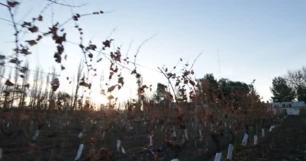 Détail Des Feuilles Sèches Vigne Dans Vignoble Pour Production Vin — Video