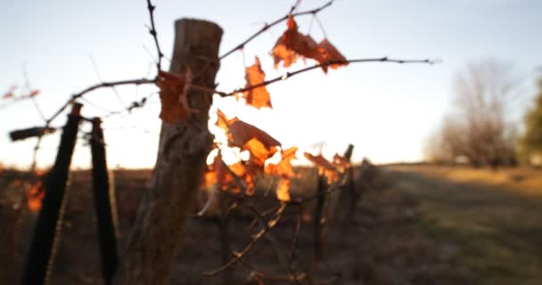 Weinberg Herbst Sonnenuntergang Sonnenuntergang Und Fackeln Kamera Richtung Weinberg Holzstruktur — Stockvideo