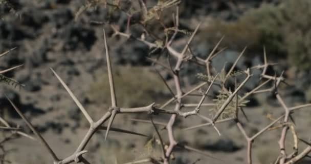 Részlet Növény Tövisekkel Mozgó Szél Táj Háttérben Prospis Fajok Cuyo — Stock videók