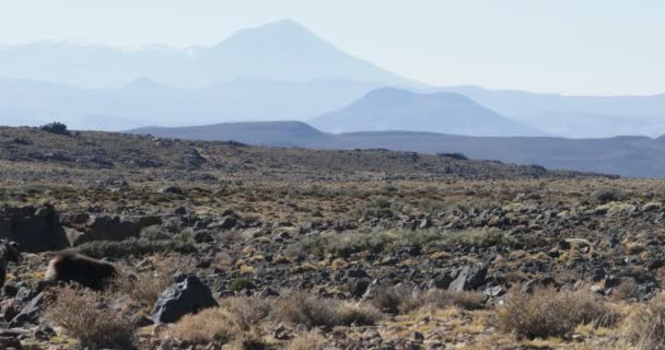 ロッキー風成層の土地を歩きます バック グラウンドで Payunia Payun Liso ネウケン アルゼンチン パタゴニア カメラ手 — ストック動画