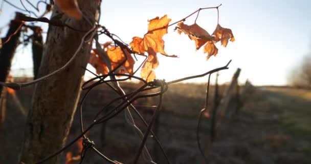 秋の日没 太陽ブラック ライトとフレアのぶどう畑 ブドウの木や針金の構造とブドウの植物の葉の周りにカメラ Uco アルゼンチンのメンドーサ ワインの生産 — ストック動画