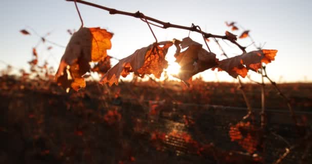 ドライの詳細の葉畑秋の夕日 カメラは 太陽バックライトとフレア近く行きます アルゼンチン ワイン生産 メンドーサ — ストック動画