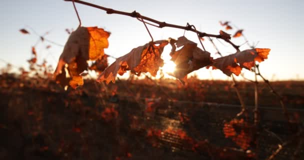 Detalle Las Hojas Secas Del Viñedo Otoño Atardecer Cámara Acerca — Vídeos de Stock