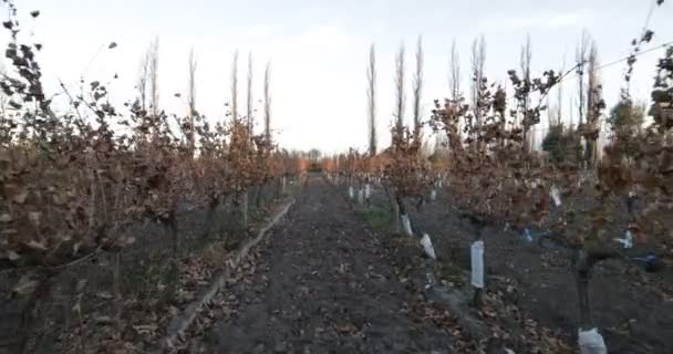 Stabiliserat Kamerarörelserna Raden Vingården Träd Rader För Wineproduktionen Höstsäsongen Solnedgången — Stockvideo