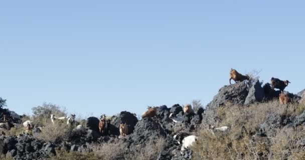Cabras Comiendo Plantas Sobre Senderos Lava Región Payunia Mendoza Cuyo — Vídeos de Stock