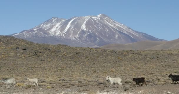 Goats Walking Rocky Desertic Lands Shrubs Grasses Tromen Volcano Background — Stock Video