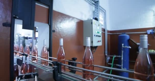 Garrafas Vinho Rosa Passando Pela Banda Direção Embalagem Peolple Selecionando — Vídeo de Stock