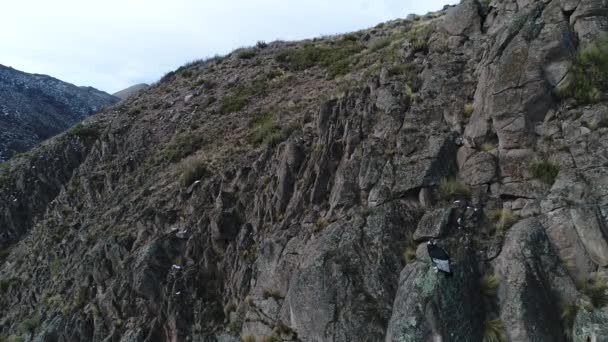 安第斯秃鹰 Vultur Gryphus 的空中无人机场景 站在山边的岩石上 在鸟上面飞行的相机 落基山与金黄草围着动物 阿根廷门多萨 — 图库视频影像