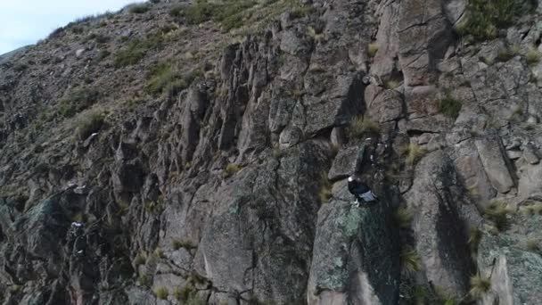 安第斯山脉秃鹰 Vultur Gryphus 的空中无人机场景从山边的岩石上跳下 飞向山谷 鸟上面的相机 落基山与金黄草围着动物 阿根廷门多萨 — 图库视频影像
