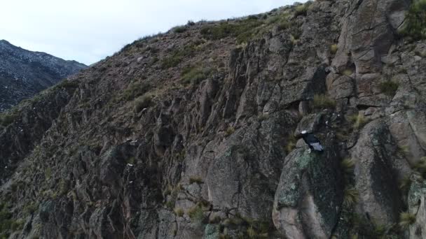 Antenn Drönare Scen Kondor Vultur Gryphus Står Över Rock Bergssidan — Stockvideo