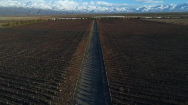 Bağ kışın hava dron sahne. Arka plan beyaz karlı dağları. Yukarıda uçan ve üzüm bitkilerin doğrusal yapıları üzerinde artan. Üzüm üretiminin genel görünümü. Mendoza, Arjantin