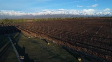 Bağ kışın hava dron sahne. Arka plan beyaz karlı dağları. Uçan yukarıda ve üzüm bitkilerin doğrusal yapıları boyunca. Mendoza, Valle de yöneltmesinin, Arjantin.