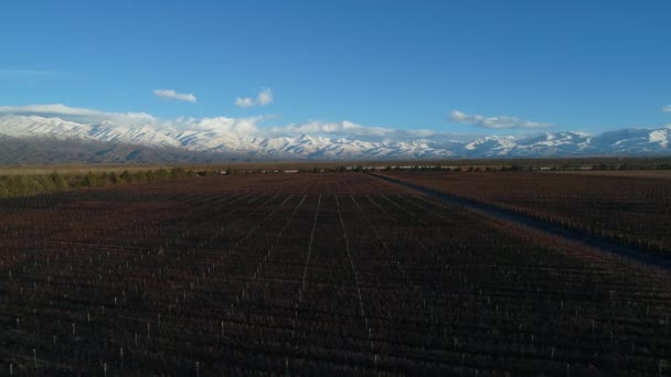 冬季葡萄园空中无人机场景 背景是白色的雪山 在葡萄植物的线性结构之上和上升 葡萄生产的一般看法 阿根廷门多萨 — 图库视频影像