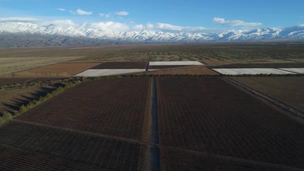 冬季葡萄园空中无人机场景 背景是白色的雪山 在葡萄植物的线性结构之上和上升 葡萄生产的一般看法 阿根廷门多萨 — 图库视频影像