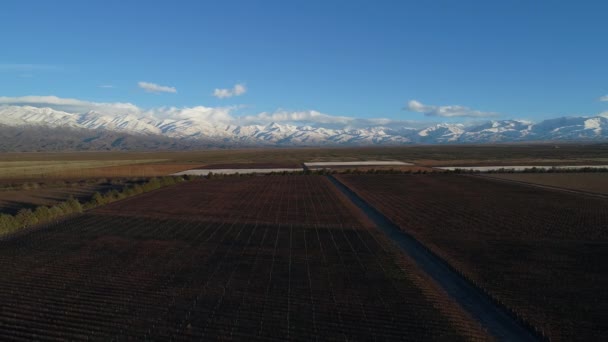 冬季葡萄园空中无人机场景 背景是白色的雪山 在葡萄树的线性结构上飞行 向后飞行 葡萄生产的一般看法 阿根廷 — 图库视频影像