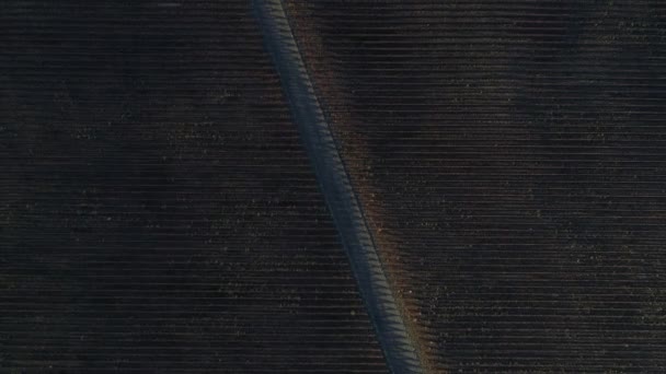 冬季葡萄园空中无人机场景 沿着砾石路和葡萄酒生产植被旅行 与葡萄植物的线性副体结构 阿根廷 门多萨 — 图库视频影像