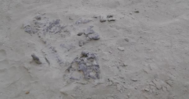 Arkeolojik keşif, kumlu toprak üzerinde dinozor fosil yarısı dışarıda. Kamera hala, Ischigualasto Provincial Park, Rioja Eyaleti, Arjantin kalır — Stok video